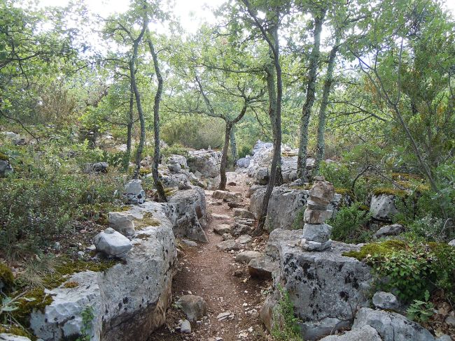 bois de paiolive en ardeche