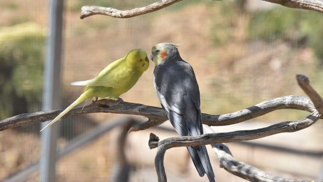 animaux du parc en ardèche